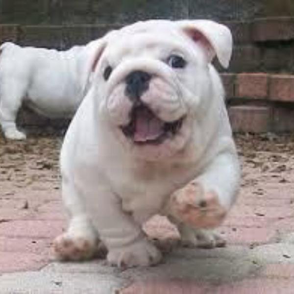 Antebellum Bulldog